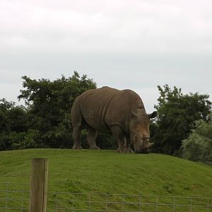 Rhino - 29.07.2011