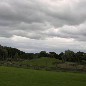 Plains of Africa  - 29.07.2011