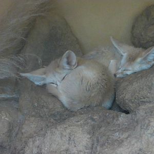 Fennec Foxes - 29.07.2011