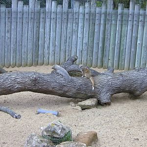 Yellow Mongoose Enclosure  - 29.07.2011