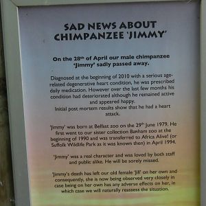 Sad News About Jimmy the Chimpanzee