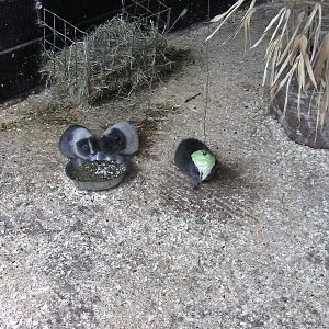 Farm Yard Corner - 29.07.2011