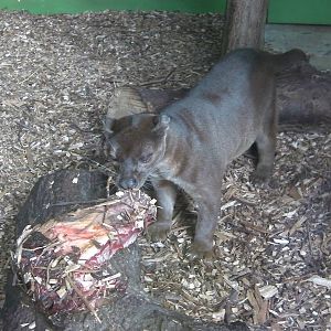 Feeding Time for the Fozza - 29.07.2011