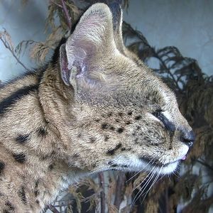 Serval - 29.07.2011