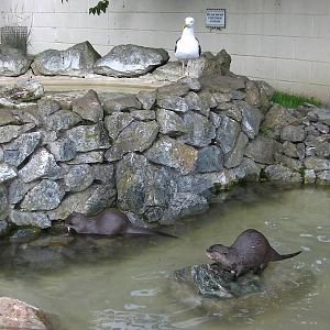 Feeding Time for the Otters - 29.07.2011