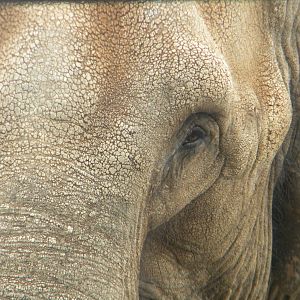Marcella the Asian Elephant at Blackpool Zoo 07/05/11