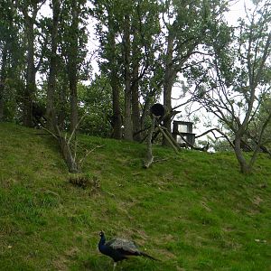 North American Tree Porcupine enclosure at Blackpool Zoo 07/08/11