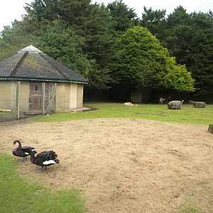 Mixed enclosure at Blackpool Zoo 07/08/11