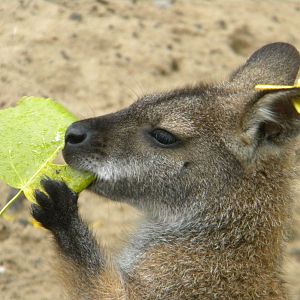 Red knecked Wallaby at Blackpool Zoo 07/08/11