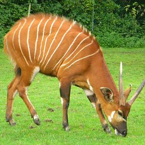 Eastern Bongo at Blackpool Zoo 07/08/11