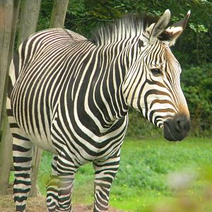 Helene the Hartmann's Mountain Zebra at Blackpool Zoo 07/08/11