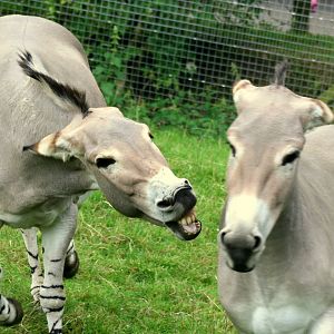 Lively Somali  wild asses; Marwell; 6th August 2011