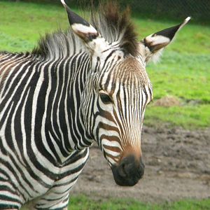 Tebogo the Hartmann's Mountain Zebra at Blackpool Zoo 07/08/11
