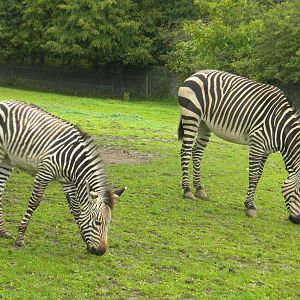 Tebogo and Helene the Hartmann's Mountain Zebra at Blackpool Zoo 07/08/11
