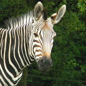 Helene the Hartmann's Mountain Zebra at Blackpool Zoo 07/08/11