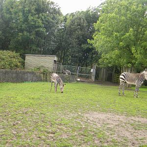 Bette, Tebogo and Helene the Hartmann's Mountain Zebra at Blackpool Zoo 07/