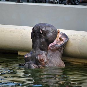 Hippo outdoor pool