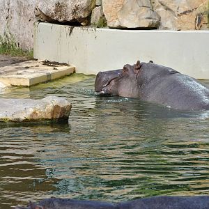 Hippo outdoor pool