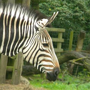 Helene the Hartmann's Mountain Zebra at Blackpool Zoo 07/08/11