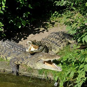 Nile Crocodile