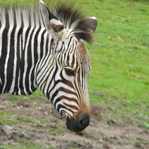 Tebogo the Hartmann's Mountain Zebra at Blackpool Zoo 07/08/11