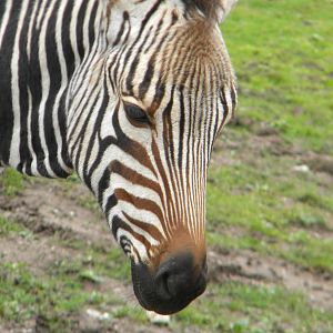 Tebogo the Hartmann's Mountain Zebra at Blackpool Zoo 07/08/11