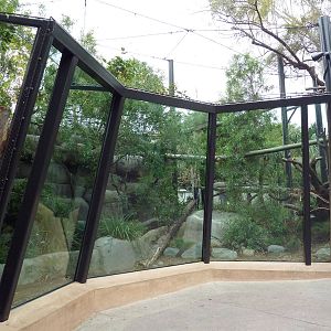 North Chinese Leopard Exhibit (New In 2011)