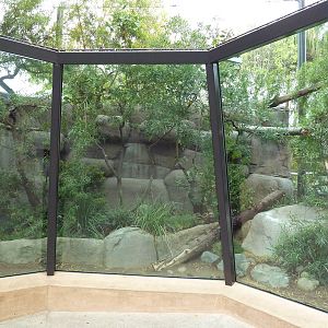 North Chinese Leopard Exhibit (New In 2011)