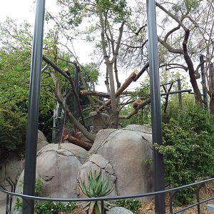 North Chinese Leopard Exhibit (New In 2011)