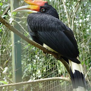 Rhinoceros Hornbill (Buceros rhinoceros)