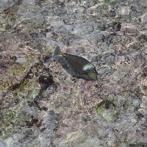 Blue-spined Unicornfish