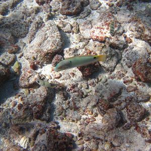 Threespot Wrasse