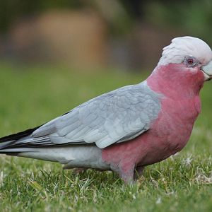 Galah