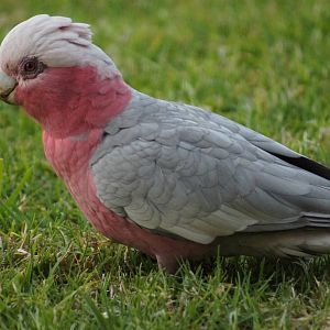Galah