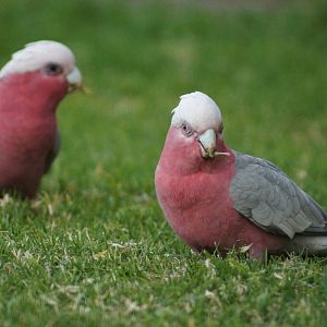 Galah pair