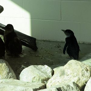 Little Blue Penguins