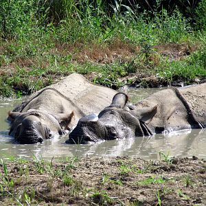 Indian Rhinos