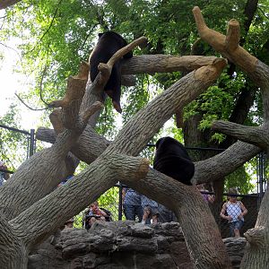 Sun Bears in Tree
