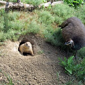 Prairie Dog and Peafowl