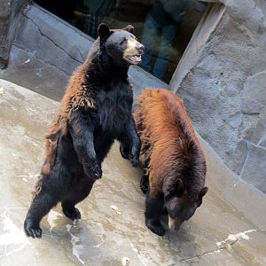 American Black Bears