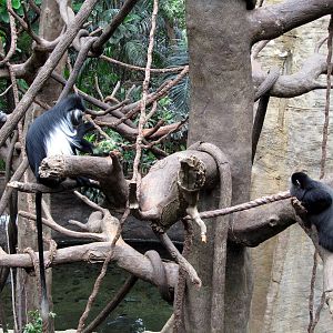 Angola Colobus and Blue Monkey