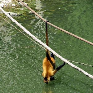 Black-handed Spider Monkey