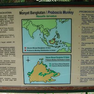 Proboscis monkey (Nasalis larvatus)