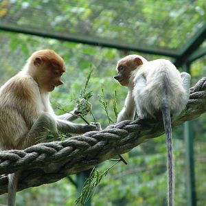 Proboscis monkey (Nasalis larvatus)