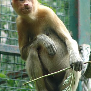Proboscis monkey (Nasalis larvatus)
