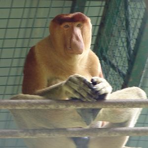 Proboscis monkey (Nasalis larvatus)