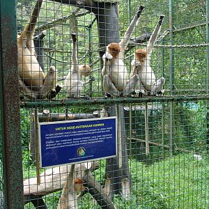Proboscis monkey (Nasalis larvatus)