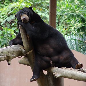 Sun Bear (Ursus malayanus)