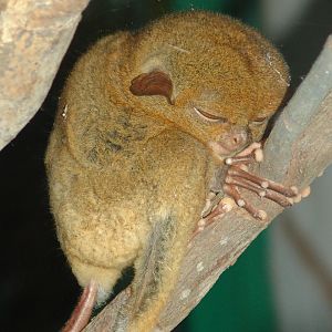 Horsfield's Tarsier (Tarsius bancanus)