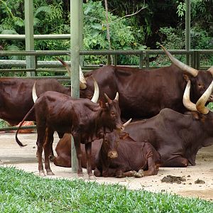 Watusi (Ankole) Cattle